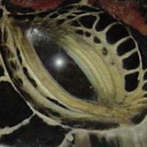Eye of the Turtle by Martin Dalsaso 